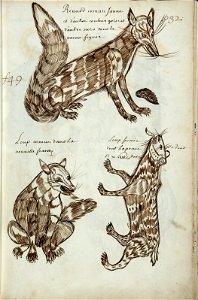 Codex canadensis, p. 32