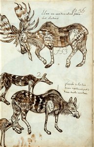 Codex canadensis, p. 36
