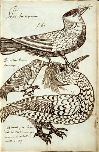 Codex canadensis, p. 44
