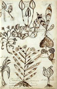 Codex canadensis, p. 23