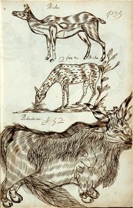 Codex canadensis, p. 35