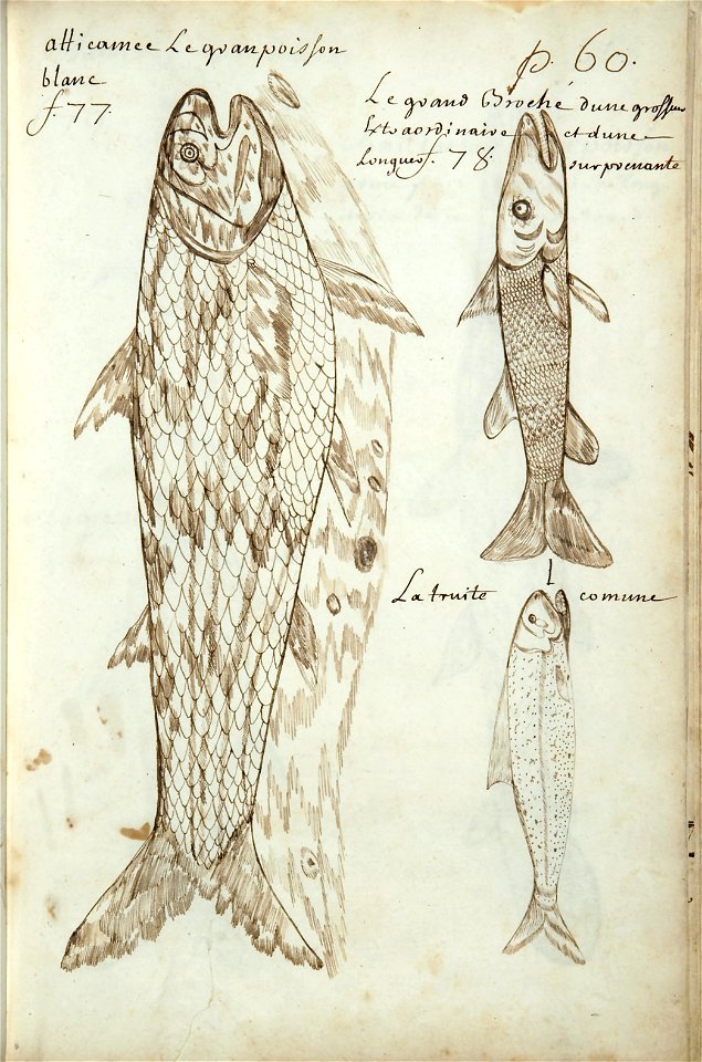 Codex canadensis, p. 60
