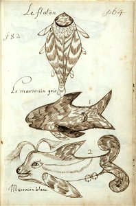 Codex canadensis, p. 64