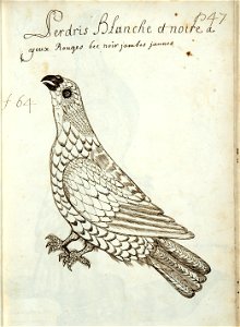 Codex canadensis, p. 47