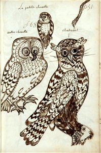 Codex canadensis, p. 51
