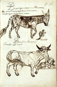 Codex canadensis, p. 76