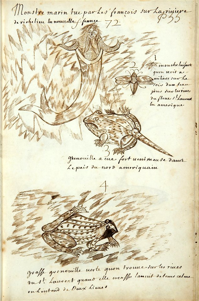 Codex canadensis, p. 55