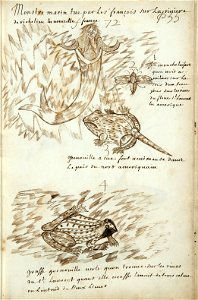 Codex canadensis, p. 55