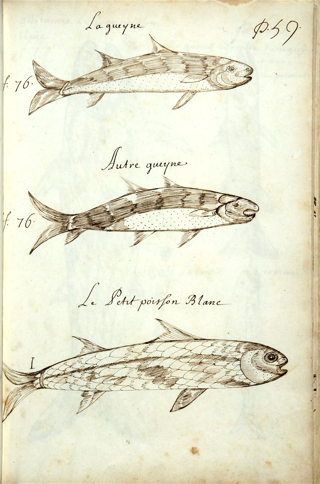 Codex canadensis, p. 59