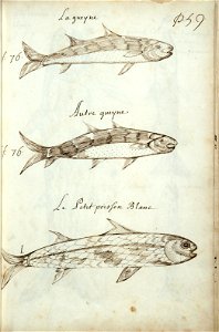 Codex canadensis, p. 59