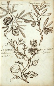 Codex canadensis, p. 26
