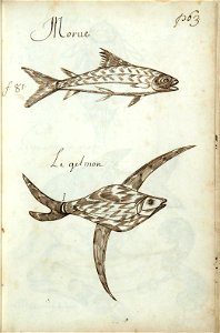 Codex canadensis, p. 63