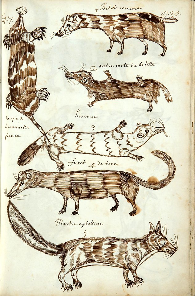 Codex canadensis, p. 30