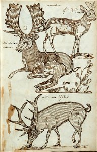 Codex canadensis, p. 34