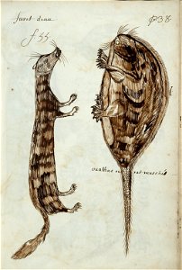 Codex canadensis, p. 38