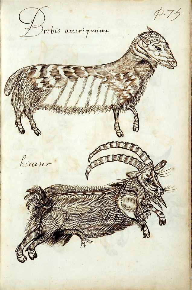 Codex canadensis, p. 75
