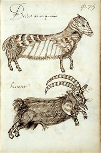 Codex canadensis, p. 75