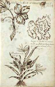 Codex canadensis, p. 25