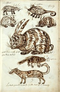 Codex canadensis, p. 29