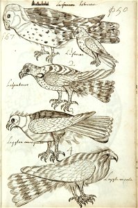 Codex canadensis, p. 50
