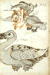 Codex canadensis, p. 54