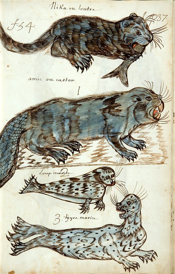 Codex canadensis, p. 37