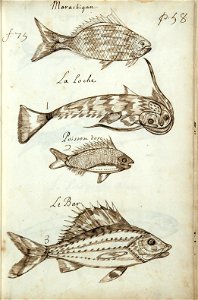 Codex canadensis, p. 58
