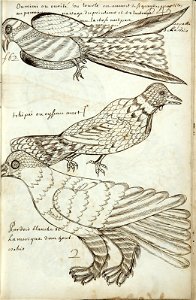 Codex canadensis, p. 45