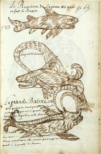 Codex canadensis, p. 65