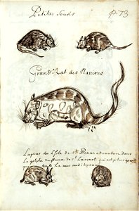 Codex canadensis, p. 73