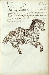 Codex canadensis, p. 77