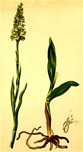 Coeloglossum albidum Atlas Alpenflora