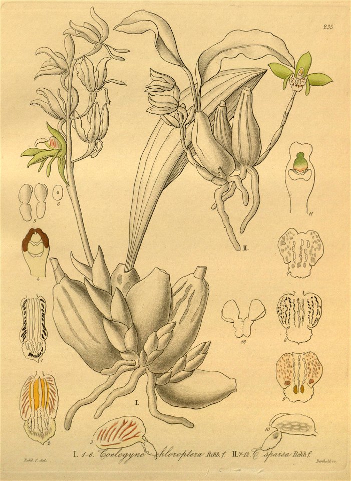 Coelogyne chloroptera - Coelogyne sparsa - Xenia 3 pl 235