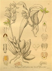 Coelogyne chloroptera - Coelogyne sparsa - Xenia 3 pl 235