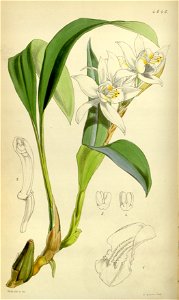 Coelogyne cumingii - Curtis' 78 (Ser. 3 no. 8) pl. 4645 (1852)