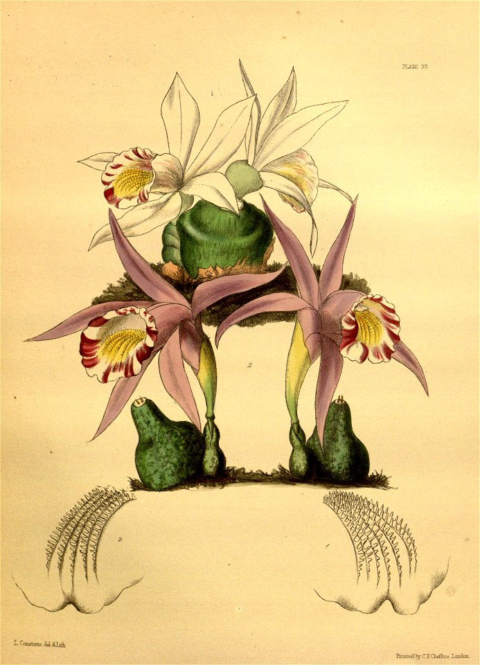 Coelogyne lagenaria Paxton 039