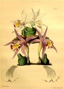 Coelogyne lagenaria Paxton 039