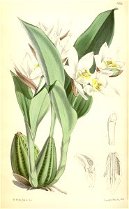 Coelogyne nervosa (as Coelogyne corrugata) - Curtis' 92 (Ser. 3 no. 22) pl. 5601 (1866)