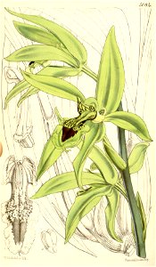Coelogyne pandurata - Curtis' 84 (Ser. 3 no. 14) pl. 5084 (1858). Free illustration for personal and commercial use.