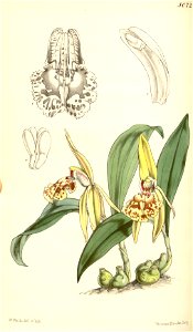 Coelogyne schilleriana - Curtis' 84 (Ser. 3 no. 14) pl. 5072 (1858). Free illustration for personal and commercial use.