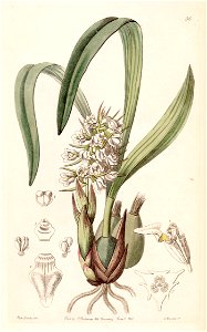 Coelia triptera (as Coelia baueriana) - Edwards vol 28 (NS 5) pl 36 (1842)