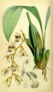 Coelogyne testacea - Curtis' 80 (Ser. 3 no. 10) pl. 4785 (1854)