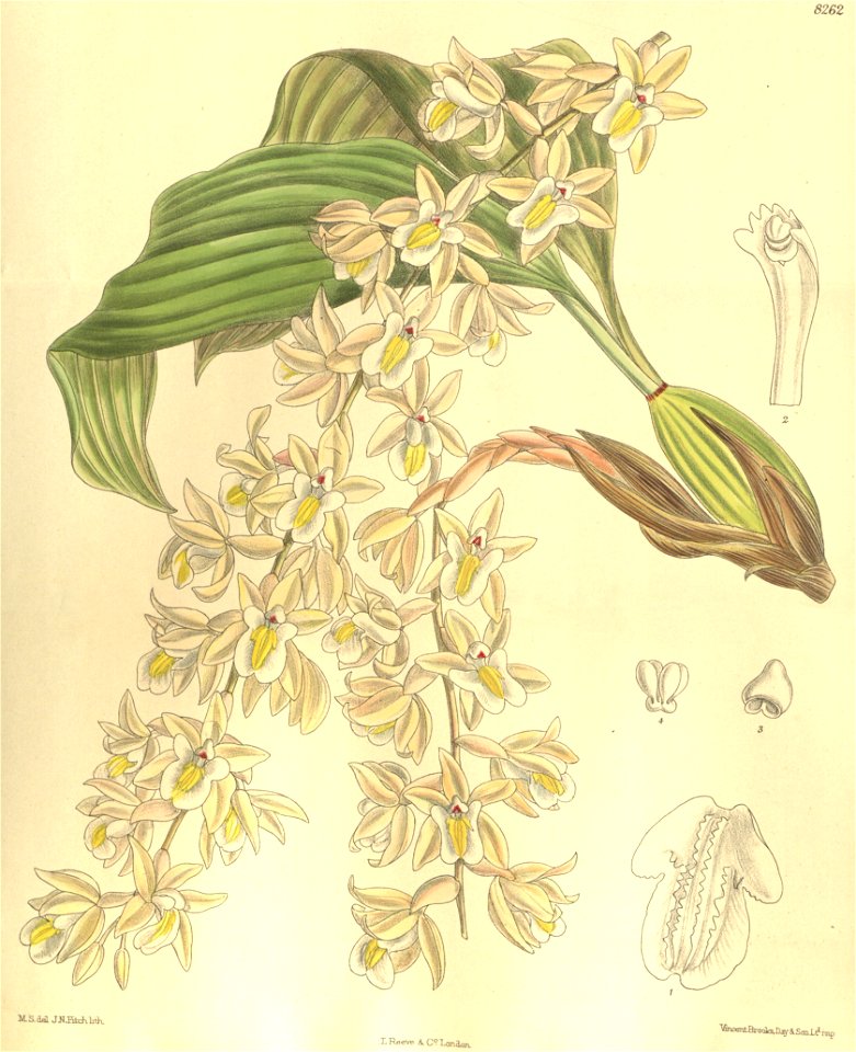 Coelogyne venusta - Curtis' 135 (Ser. 4 no. 5) pl. 8262 (1909)