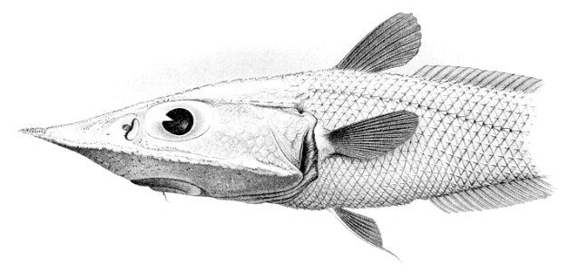 Coelorinchus doryssus