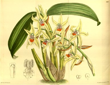 Coelogyne brachyptera 140-8582. Free illustration for personal and commercial use.