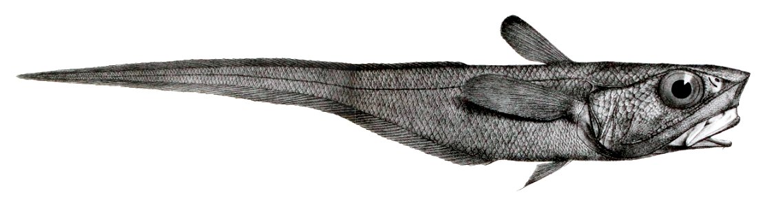 Coelorinchus macrochir