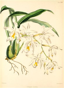Coelogyne cristata - Warner, Williams - Select orch. plants 1, pl. 35 (1862-1865)