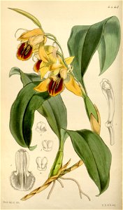 Coelogyne fimbriata (as Coelogyne fuliginosa) - Curtis' 75 (Ser. 3 no. 5) pl. 4440 (1849)