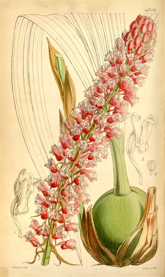 Coelia macrostachya - Curtis' 79 (Ser. 3 no. 9) pl. 4712 (1853)
