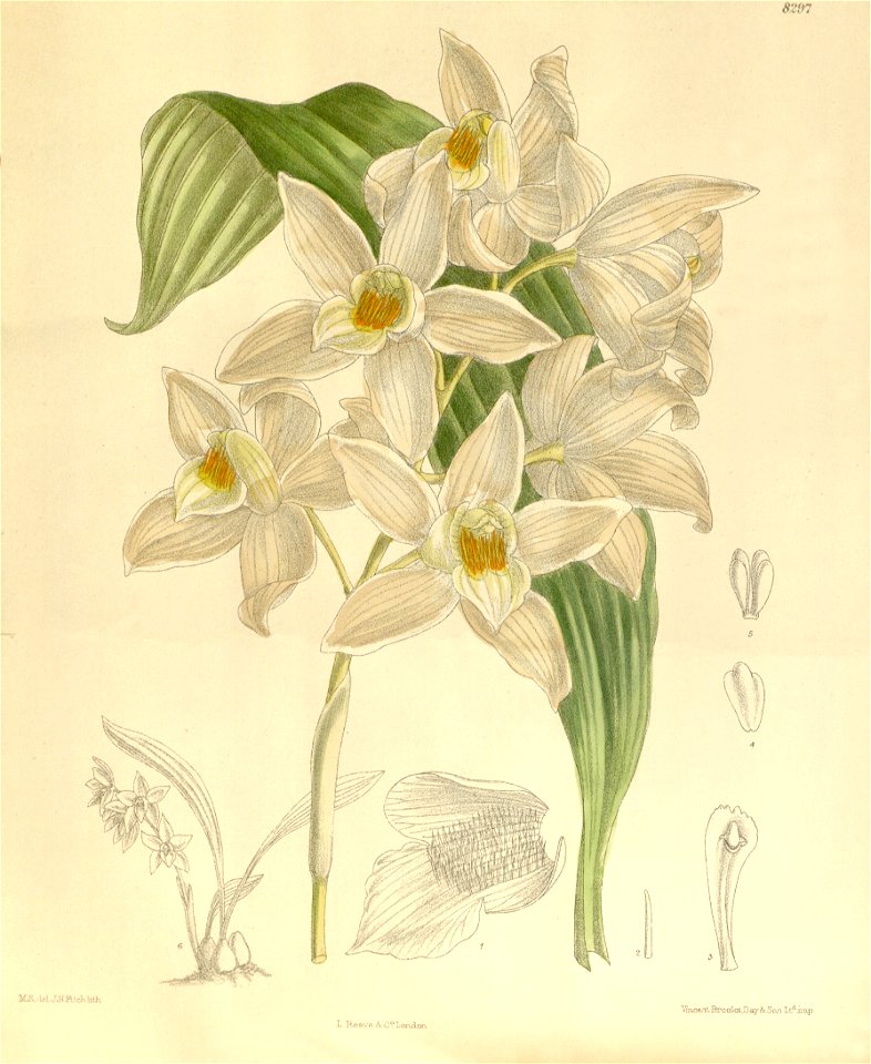Coelogyne mooreana - Curtis' 136 (Ser. 4 no. 6) pl. 8297 (1909)